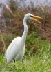 Great Egret at De...