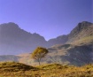 Skye Birch Moonri...