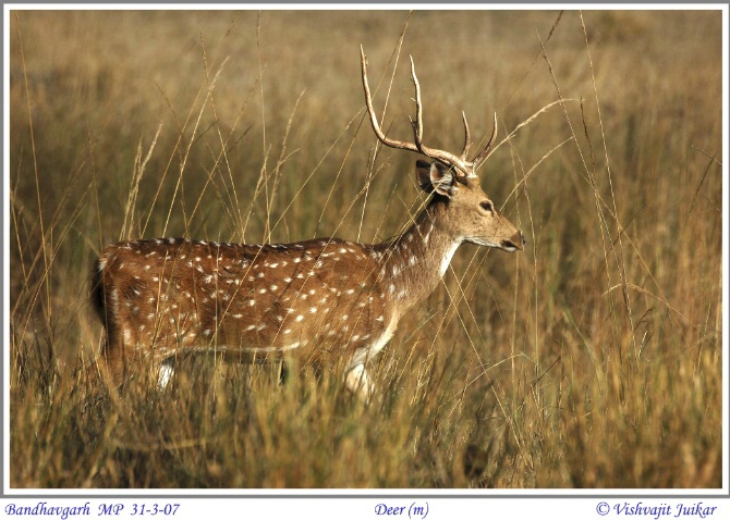 Deer  - ID: 3696674 © VISHVAJIT JUIKAR
