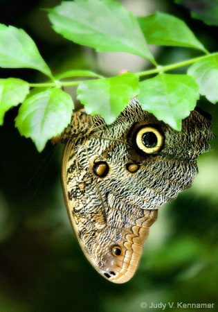 Butterfly with camo