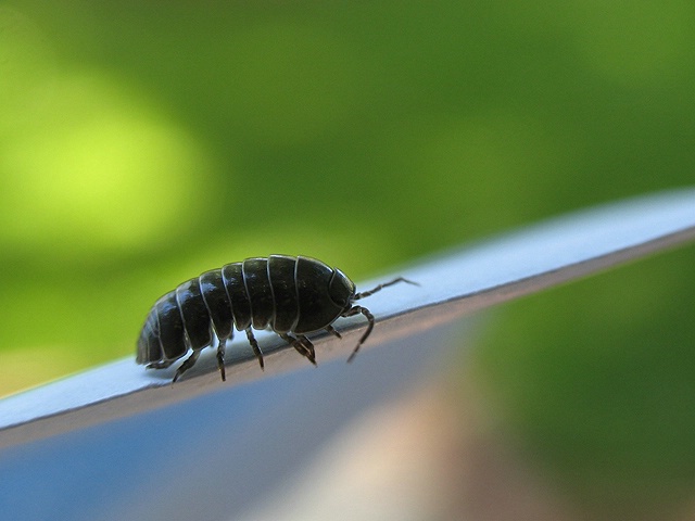 Pill Bug