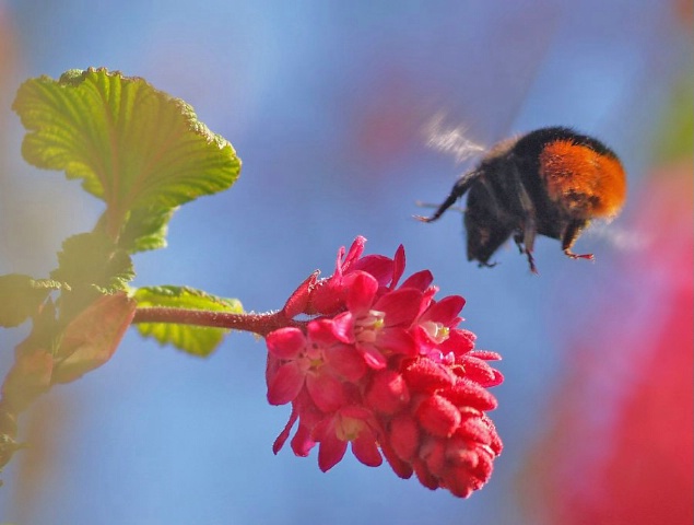 Flying bumblebee in colourful surroundings
