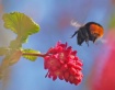 Flying bumblebee ...