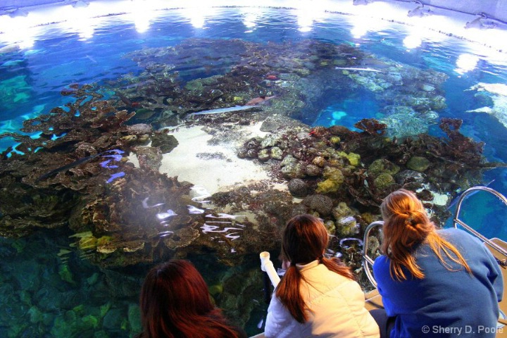 N.E. Aquarium