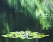 Emerald Pond