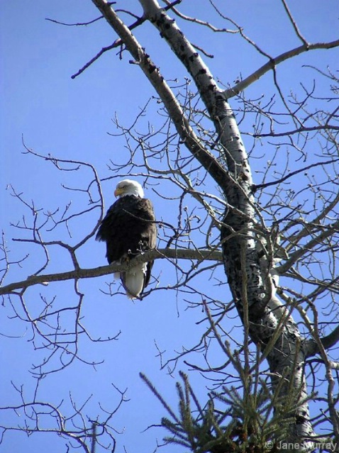 Eagle Perch