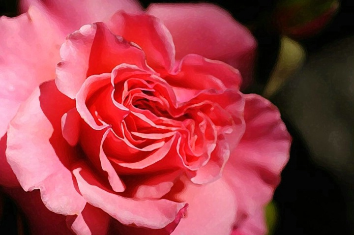 Painted Rose - ID: 3699128 © Susan M. Reynolds