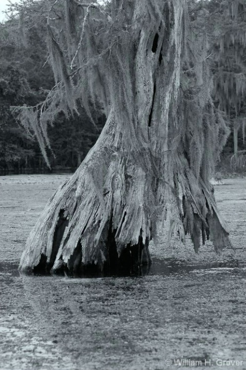 Swamp Stump