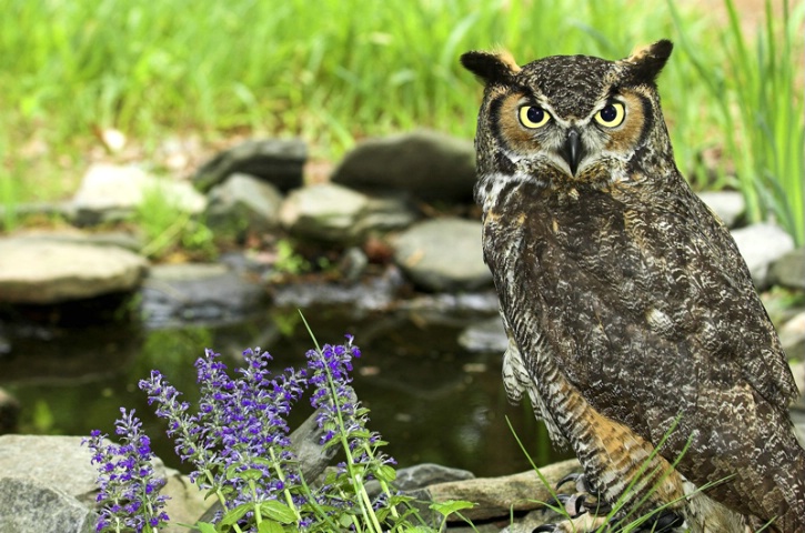 Owl at the Pond