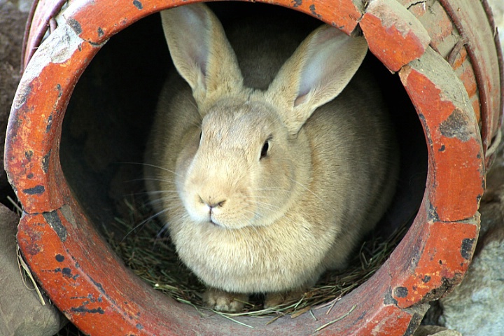 Bunny in a Pot