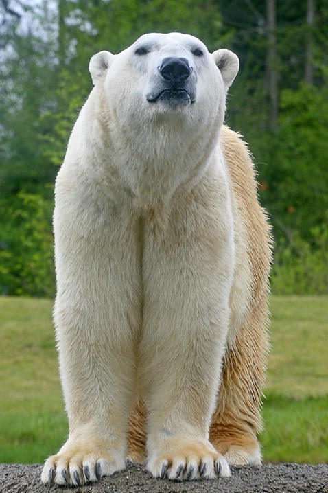 Polar Bear - ID: 3701335 © Janine Russell