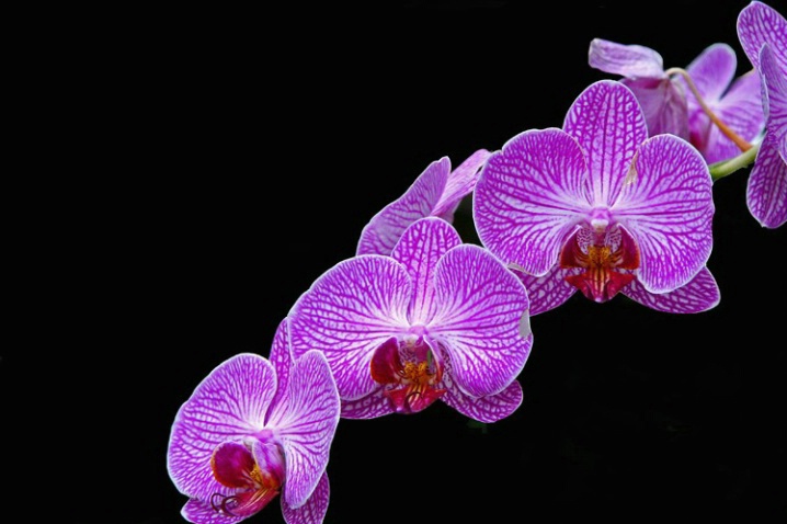 Orchids