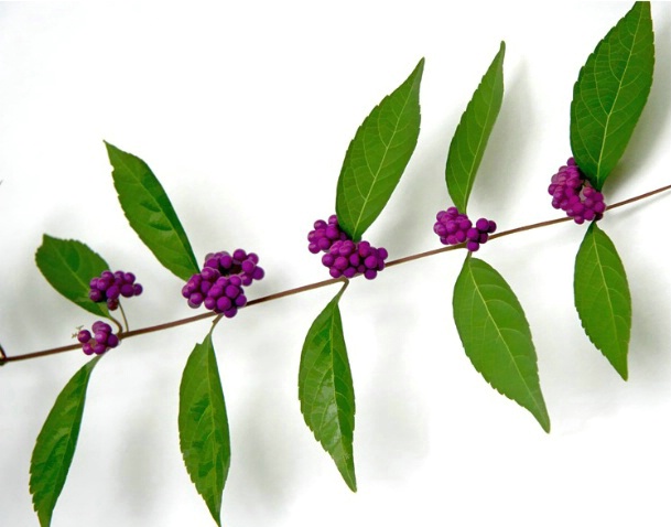 Purple Berries