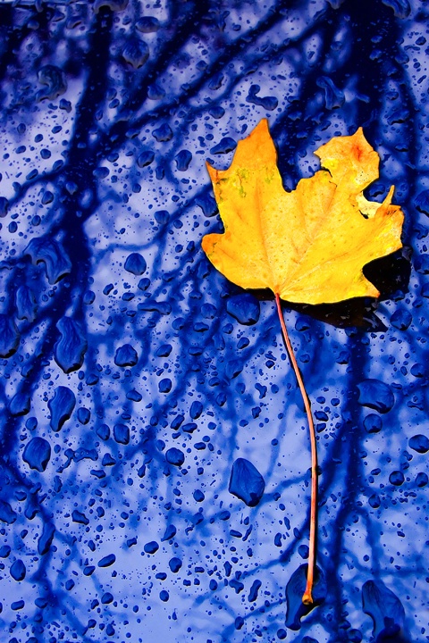 Rainy Day, Yellow Leaf, Blue Car