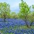 2Bluebonnets and Trees           - ID: 3703237 © Sherry Karr Adkins