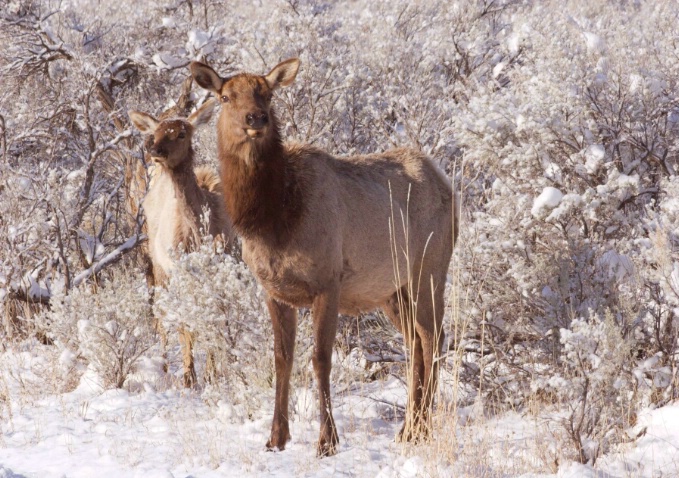 Elk in winter bushes