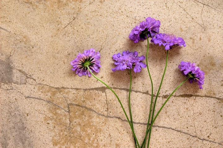 Stems on Stone