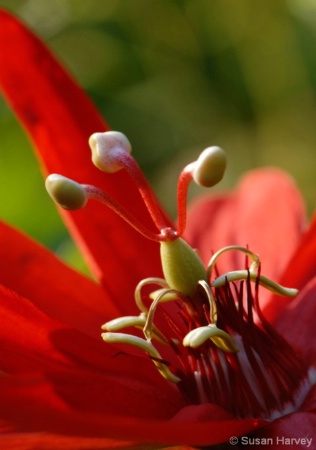red_passionflower_-_2