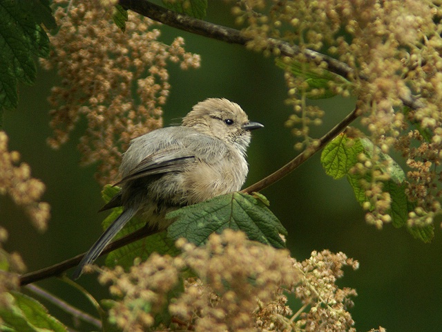 Bushtit