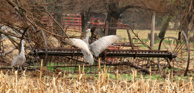 sandhill cranes and antique farm rake