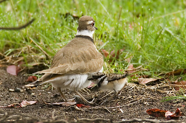 Killdeer Mom and Chick - ID: 3705508 © John Tubbs