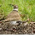 2Killdeer Mom and Chick - ID: 3705508 © John Tubbs