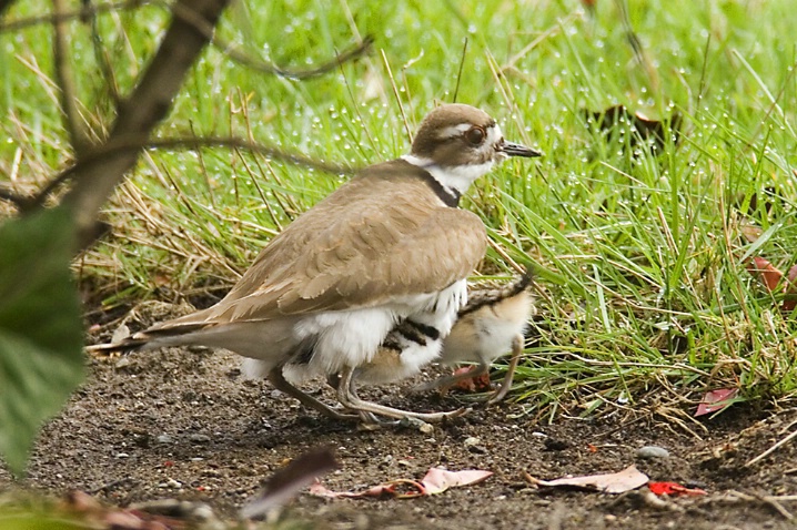 Killdeer Mom and Two Chicks - ID: 3705509 © John Tubbs