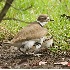 2Killdeer Mom and Two Chicks - ID: 3705509 © John Tubbs