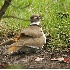 2Killdeer Mom Brooding Two Chicks - ID: 3705510 © John Tubbs