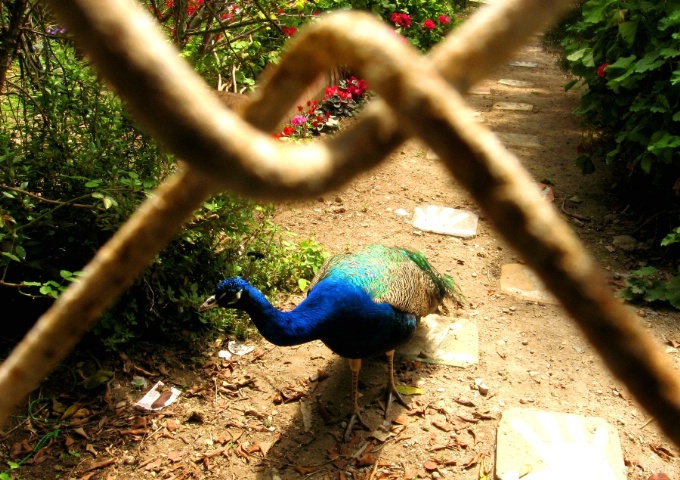 Peacock jpg