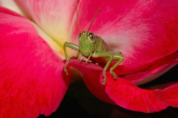 Grasshopper  On A Rose