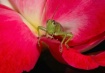 Grasshopper  On A...