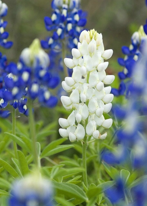 Albino Bluebonnet, Zech Ranch, Mason County - ID: 3706980 © george w. sharpton