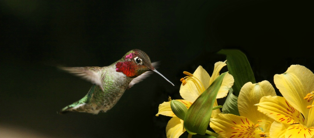Hummingbird & Lillies