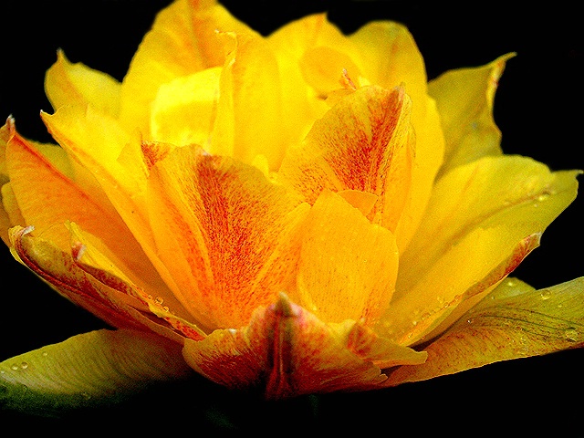 Daffodil in Bloom