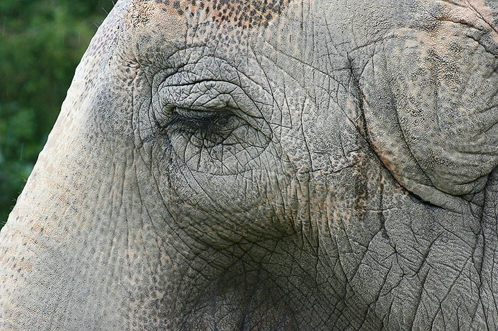 Elephant Textures - ID: 3710420 © Janine Russell