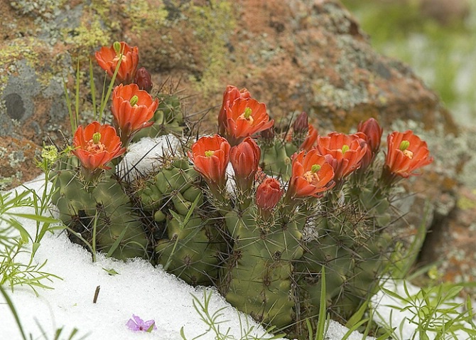 Strawberry Cactus, Hay Springs Rd., Mason County - ID: 3711135 © george w. sharpton
