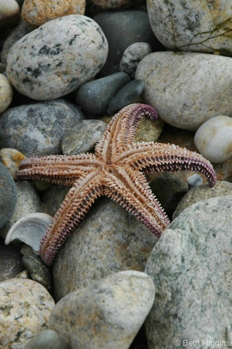 Starfish    MV 209 - ID: 3712710 © Beth E. Higgins