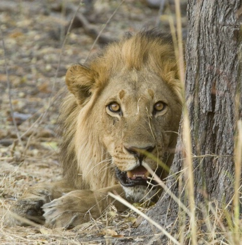 Wild eyed lion - ID: 3713038 © Ann E. Swinford