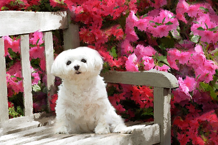 Jasper in the Garden