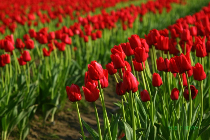 Infinite Red