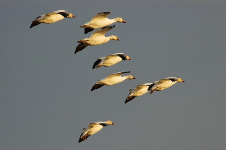 Snow Geese in the morning