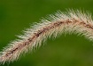 Hairy