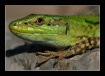 Lizard in Green