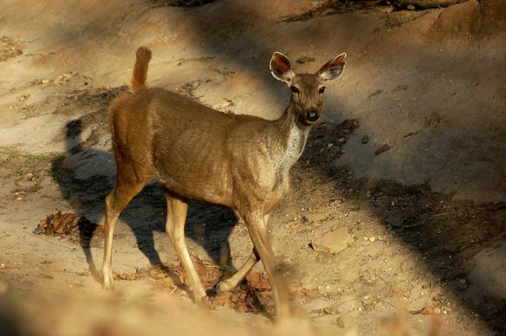 Sambar (deer) - ID: 3716068 © VISHVAJIT JUIKAR