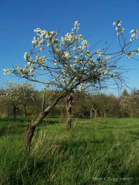 the orchard