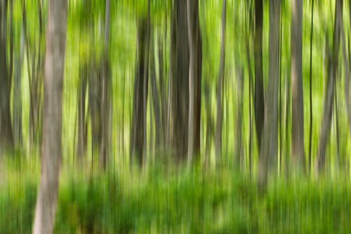 Hardwood Forest