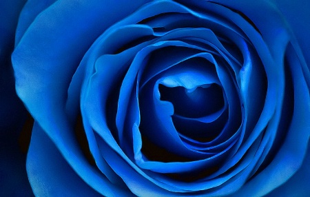 Blue Rose