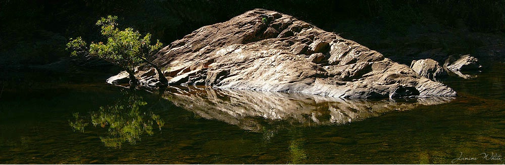 Alligator Creek