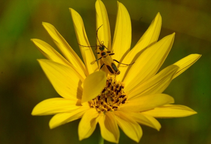 Flower with Bug to Match